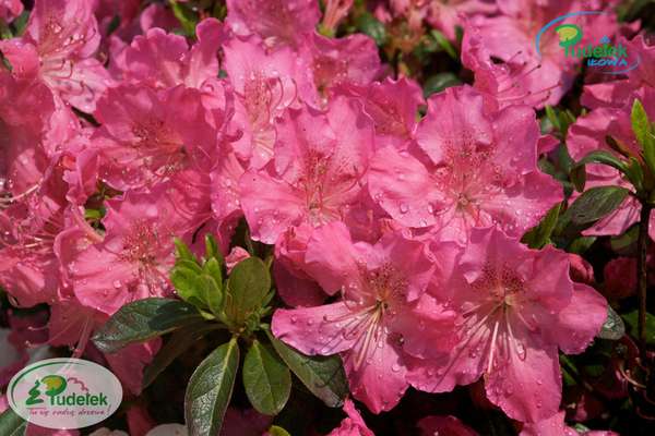 Azalia japońska Kirstin